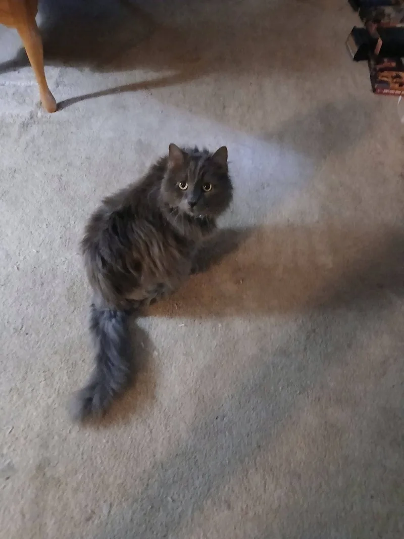 A senior medium-sized male gray Domestic Long Hair cat named Furbie for adoption