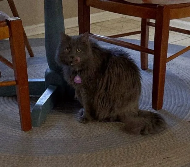 Furbie thumbnail 2