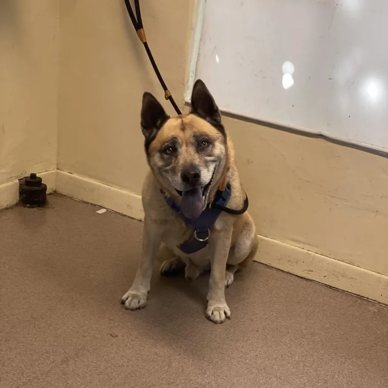 An adult large-sized male Yellow / Tan / Blond / Fawn Chow Chow dog named Buckly for adoption in Pasadena, CA