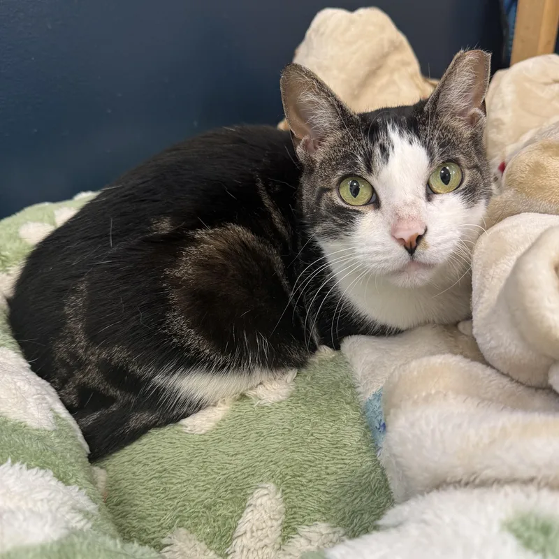 A young medium-sized female Tabby (Brown / Chocolate) Domestic Short Hair cat named Pez for adoption in North Haven, CT