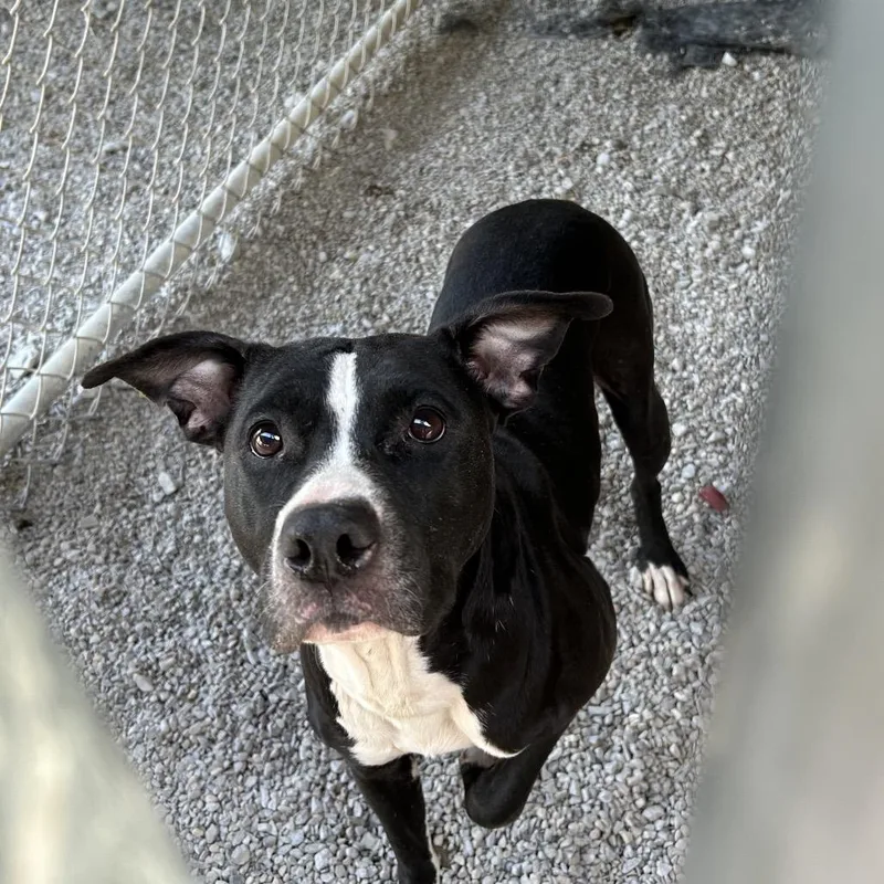 An adult medium-sized female Black Pit Bull Terrier dog named Raven for adoption in Batavia, OH