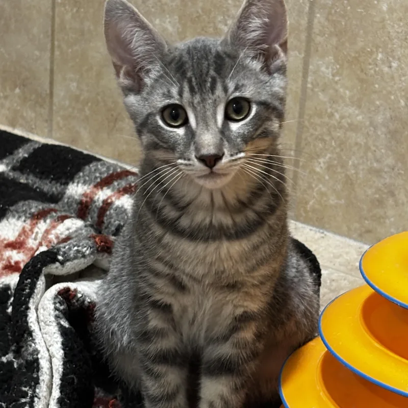 A baby medium-sized male Tabby (Gray / Blue / Silver) Domestic Short Hair cat named Grae for adoption in Rochester, NY