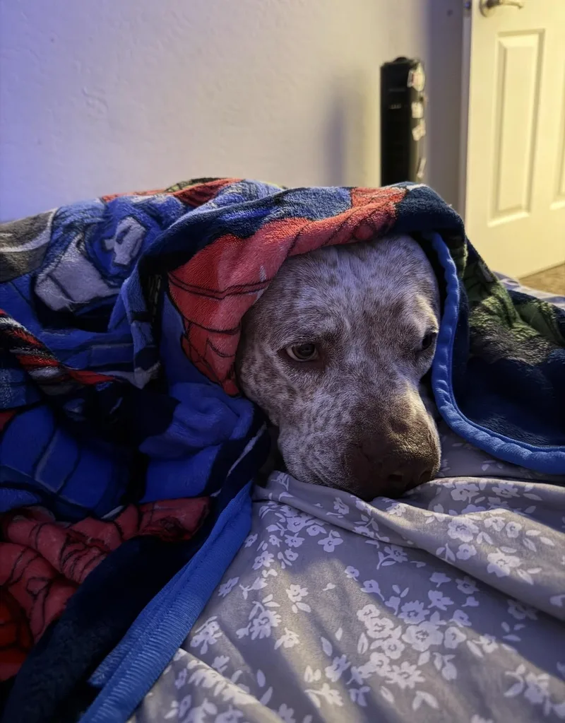 Nice Dog thumbnail 2