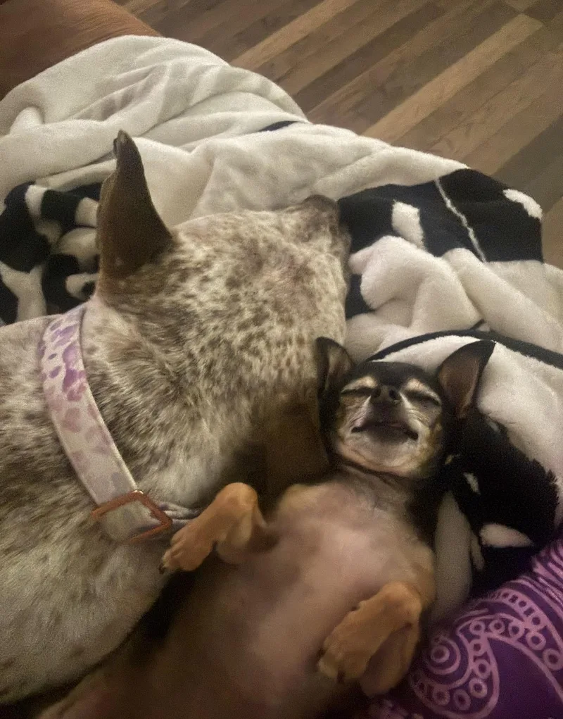 Nice Dog thumbnail 3