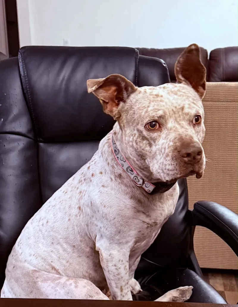 Nice Dog thumbnail 4
