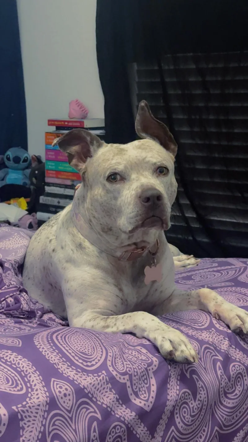 Nice Dog thumbnail 5