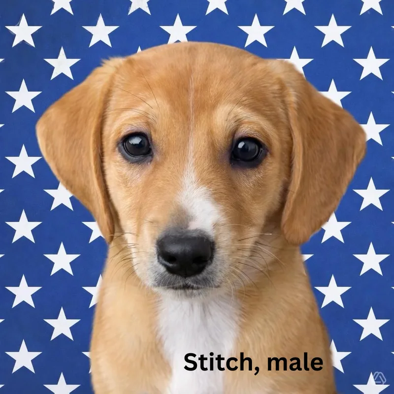 A baby small-sized male Golden and white Australian Shepherd dog named Stitch for adoption