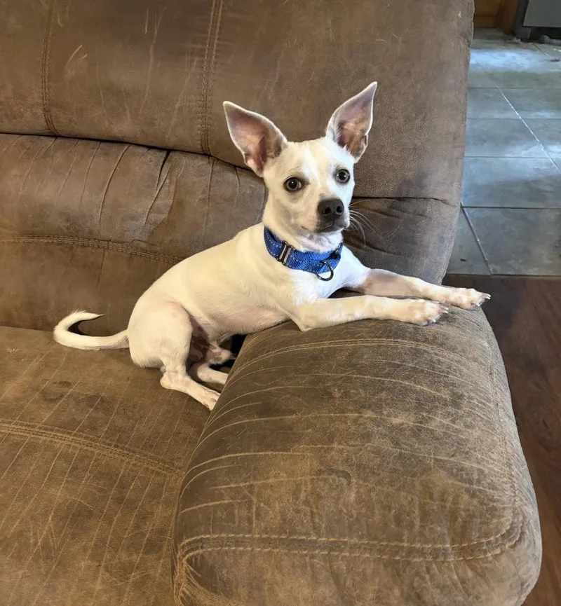 A young small-sized male White / Cream Chihuahua dog named Nitro for adoption in Brookshire, TX