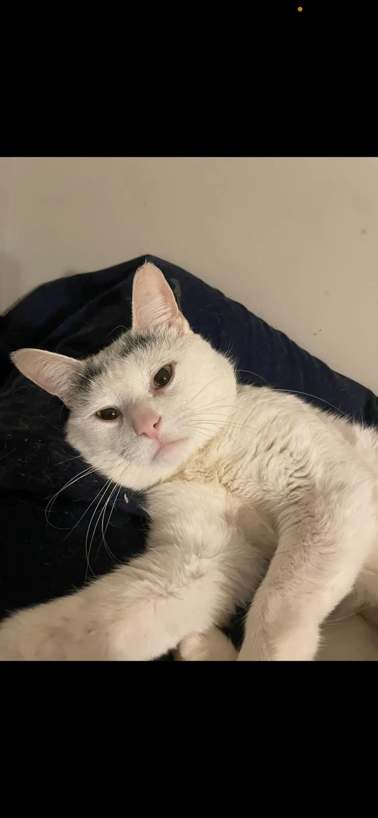 An adult medium-sized male white Domestic Short Hair cat named Gingerbread for adoption