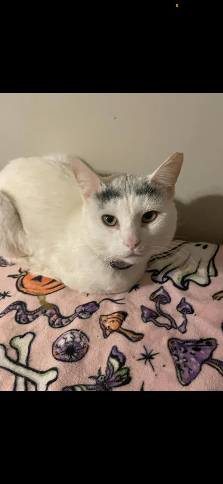 An adult medium-sized male white Domestic Short Hair cat named Gingerbread for adoption