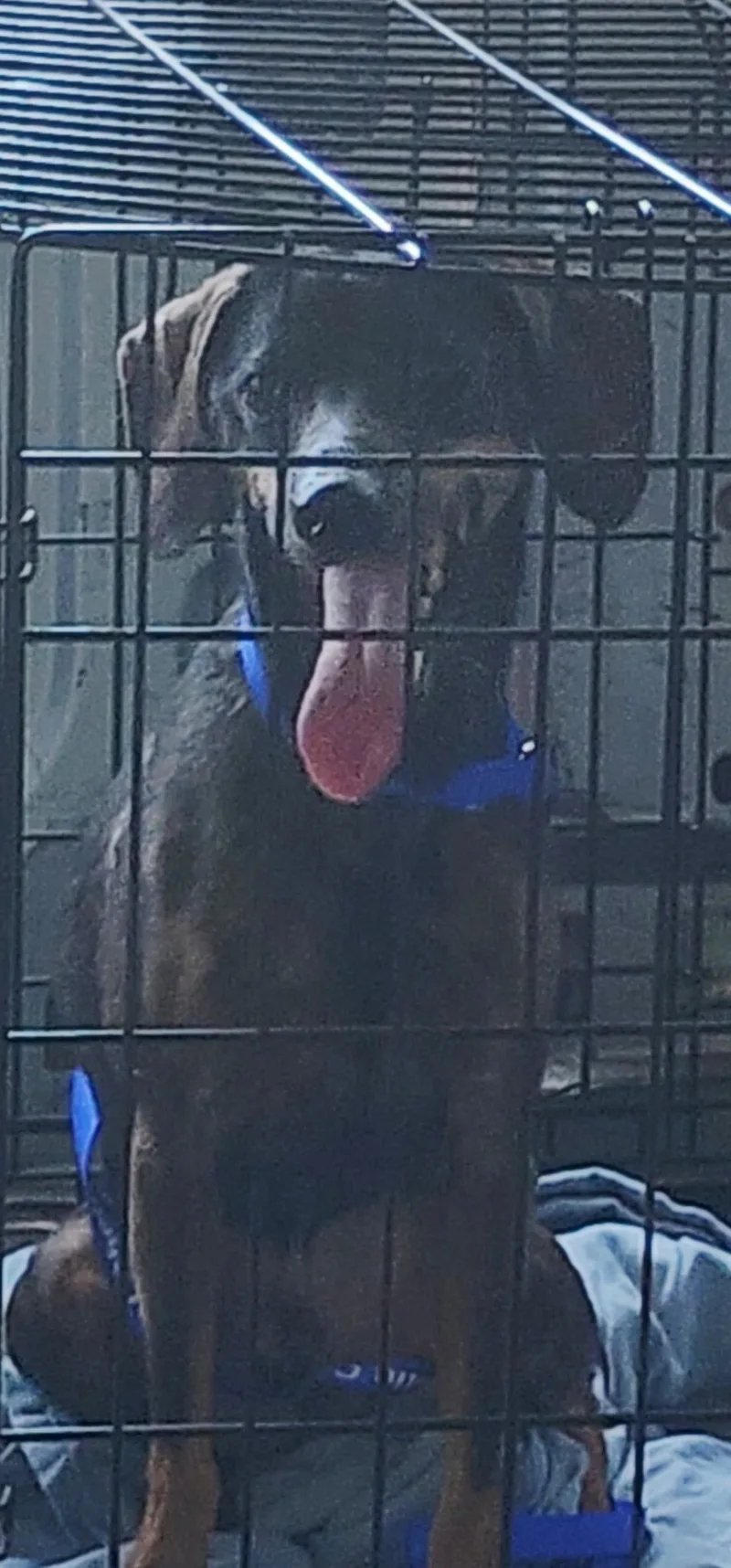 A young small-sized male brown Dachshund dog named Leroy for adoption