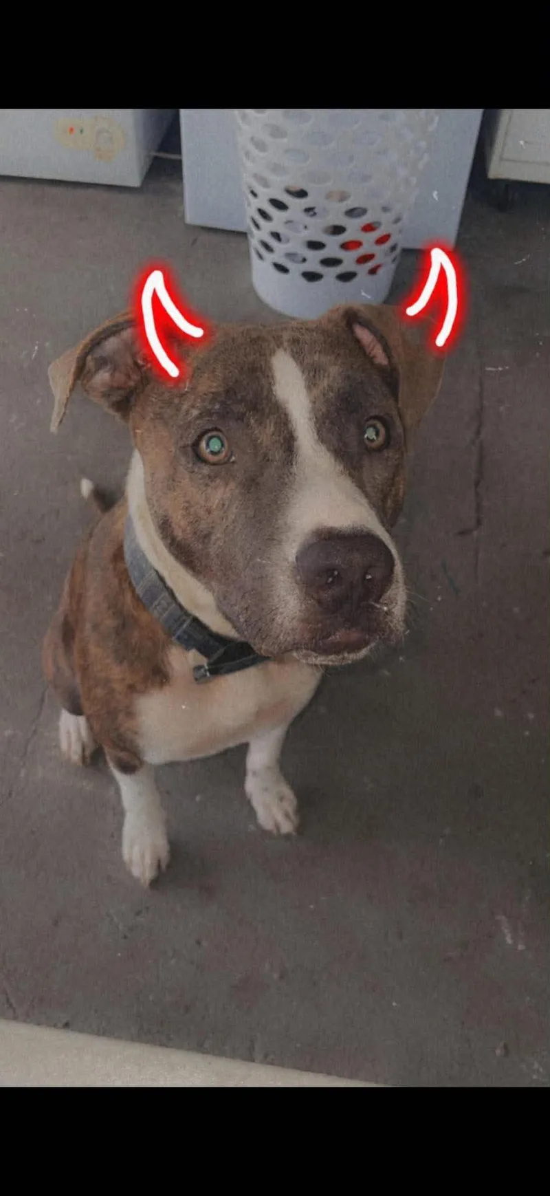 An adult medium-sized male Brown & WHite Mixed Breed dog named Apollo for adoption