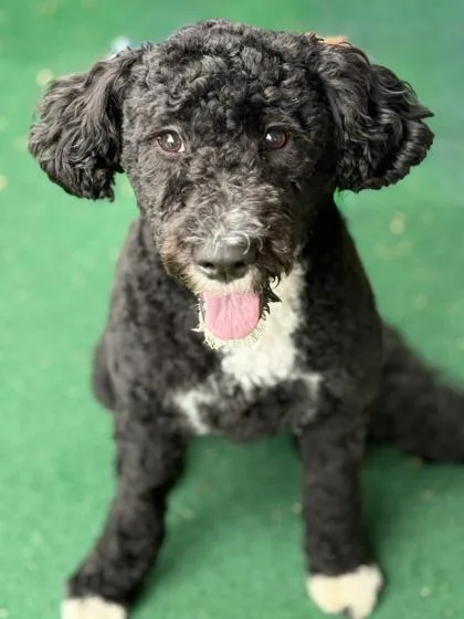 A baby large-sized female Portuguese Water Dog dog named Zelda for adoption in Malvern, PA