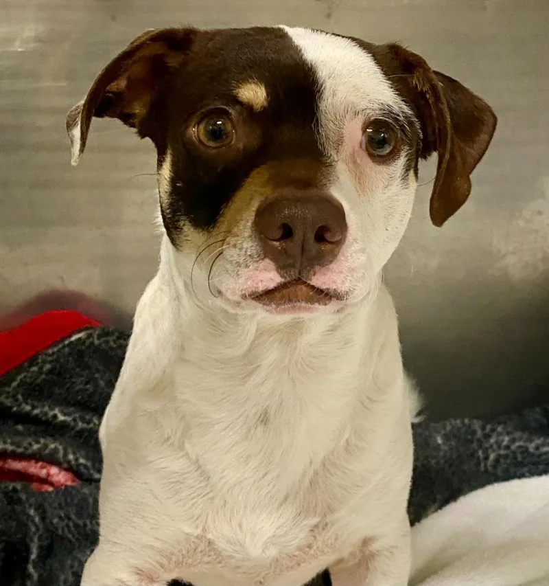 A young small-sized male Mixed Breed dog named Esther for adoption in Chickamauga , GA