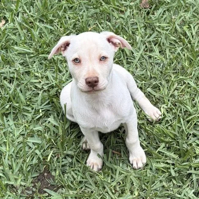 A baby medium-sized male Labrador Retriever dog named Arbor Pup  Morton for adoption in San Diego, CA