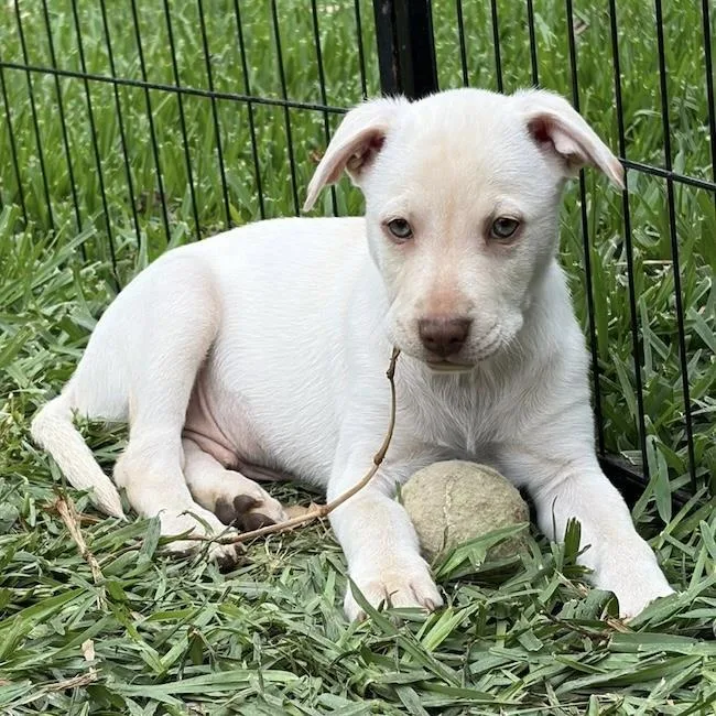 Arbor Pup  Morton thumbnail 2