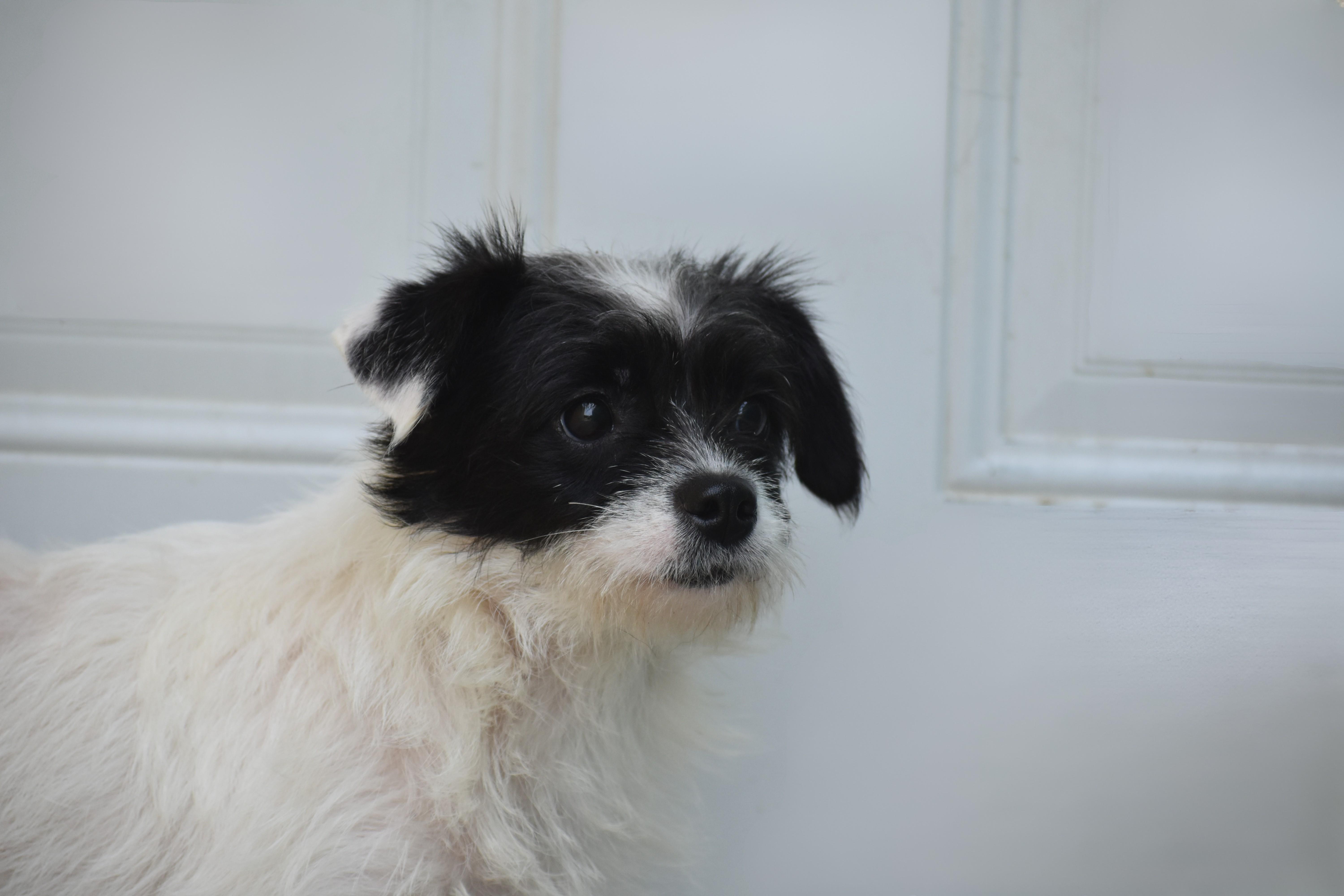 Teddy thumbnail 3
