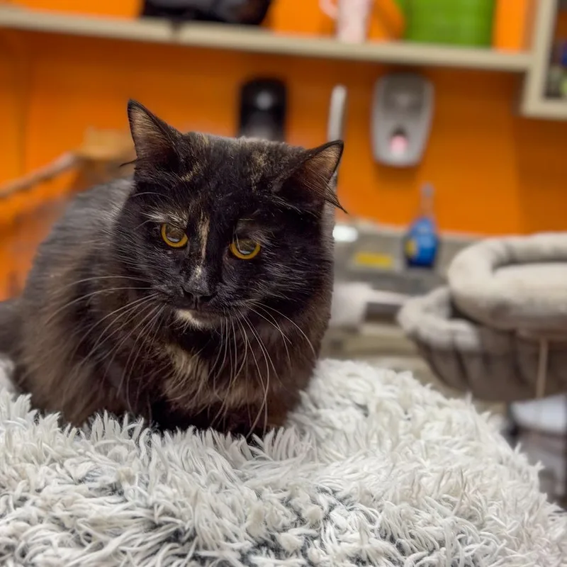 Lavender thumbnail 2