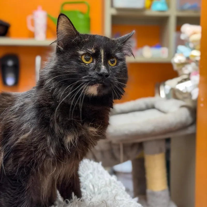 Lavender thumbnail 3