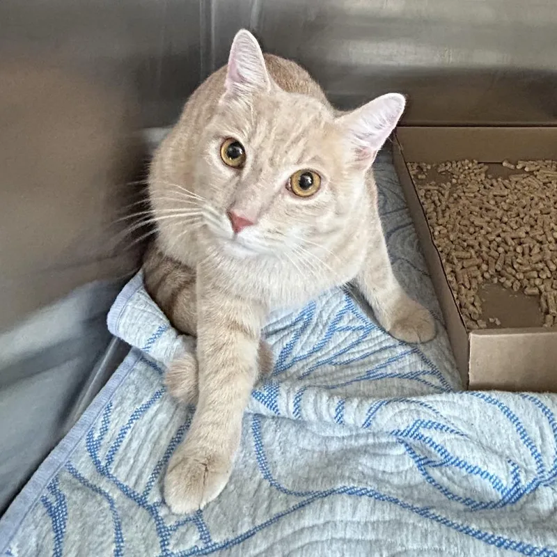 An adult medium-sized male Orange / Red Domestic Short Hair cat named Leo for adoption in Newark, NJ