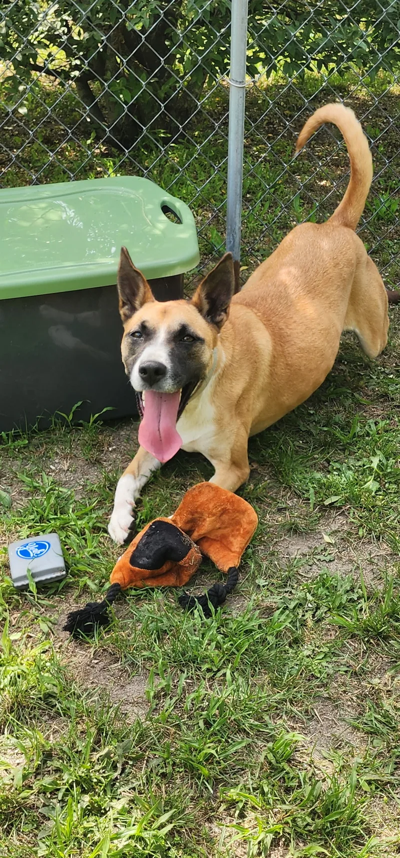 An adult large-sized female Brown with some black markings White German Shepherd dog named Ruby for adoption in Egg Harbor City, NJ