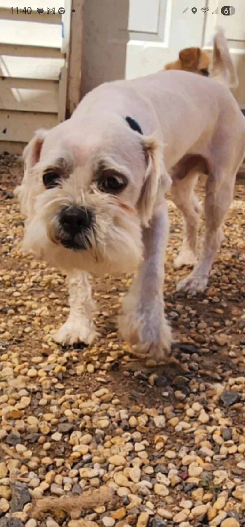 An adult small-sized male Beige Maltipoo dog named Duces for adoption