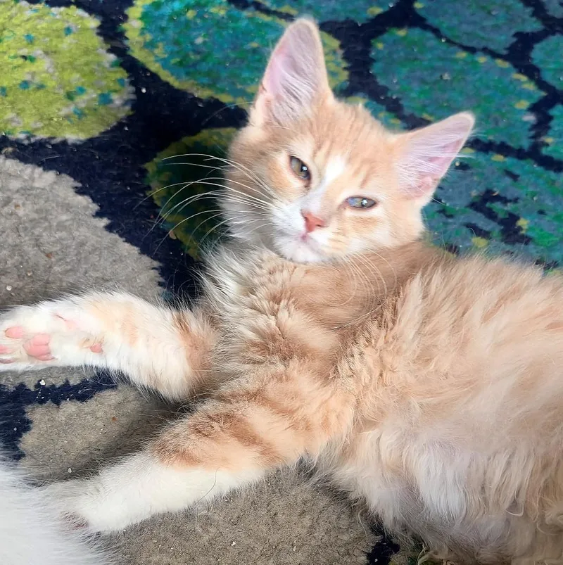 A baby small-sized male Tabby (Buff / Tan / Fawn) Domestic Medium Hair cat named Bert BrasuellGrey for adoption in Morrison, CO