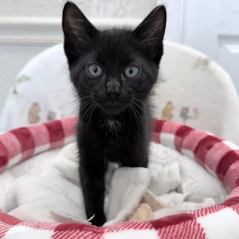 A baby small-sized male Black Domestic Short Hair cat named Rock for adoption in Medford, OR