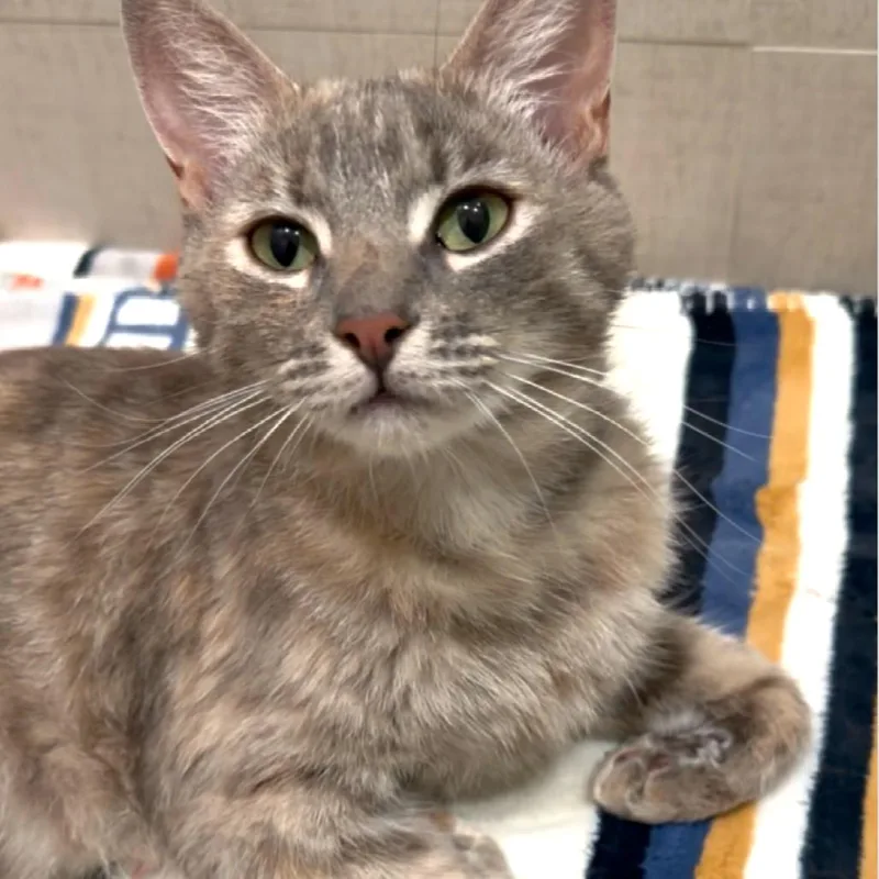 A young medium-sized female Torbie Domestic Short Hair cat named Juliana for adoption in Long Beach, CA
