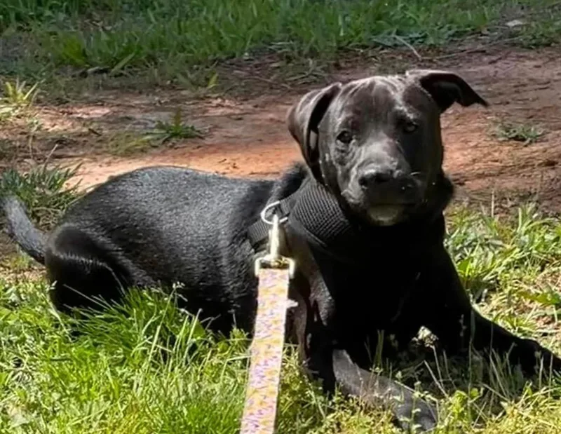 Onyx