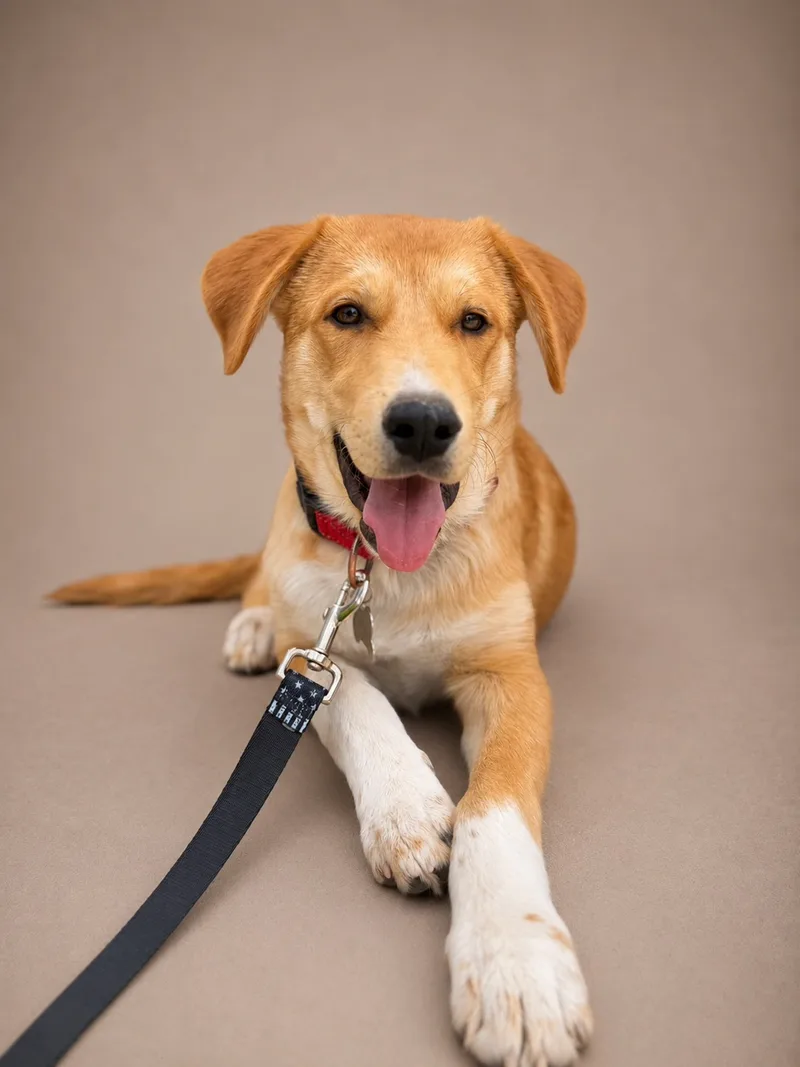 A baby medium-sized male Golden and white Beagle dog named Oliver for adoption in Perris, California