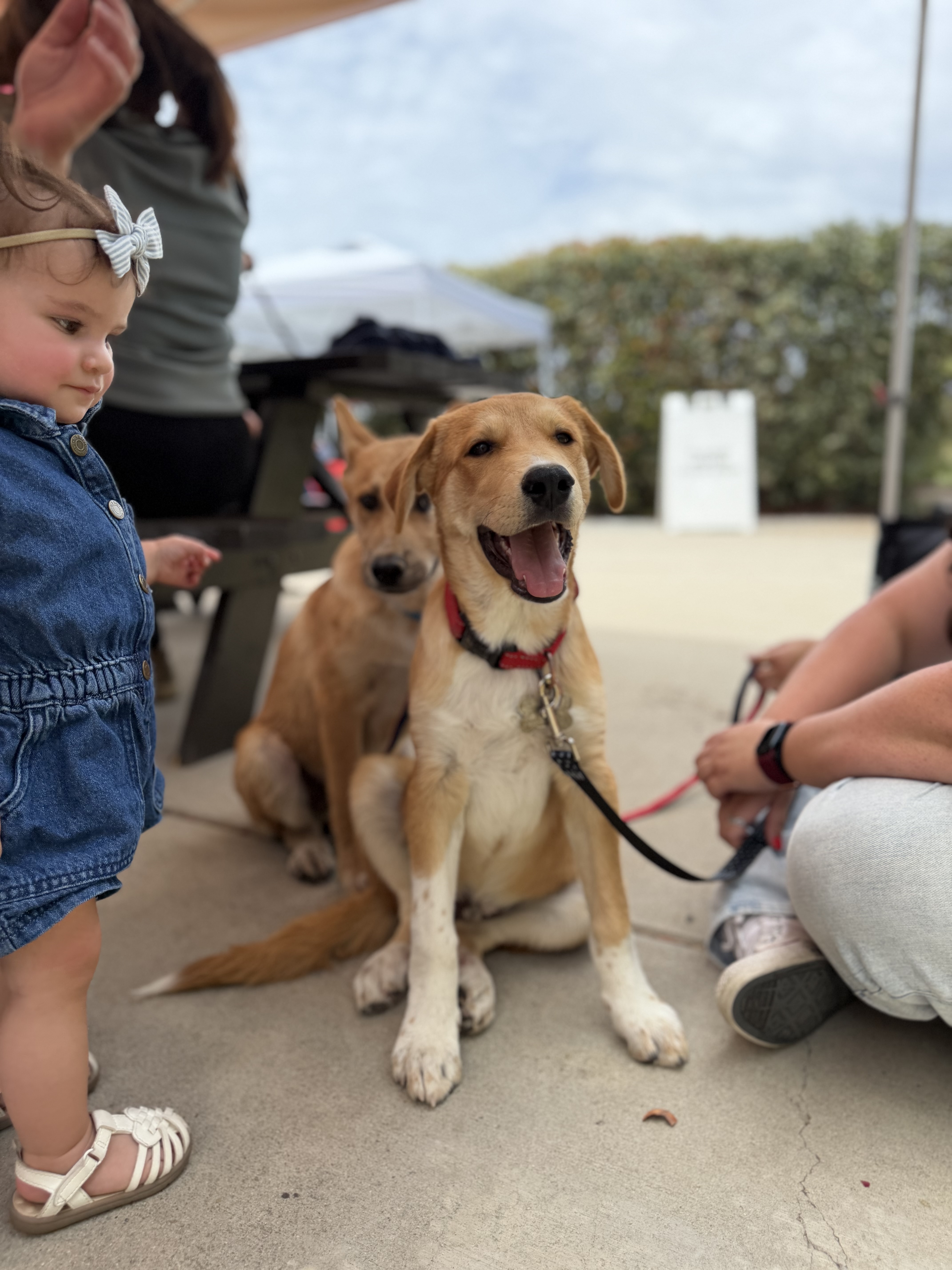 A baby medium-sized male Golden and white Beagle dog named Oliver for adoption in Perris, California