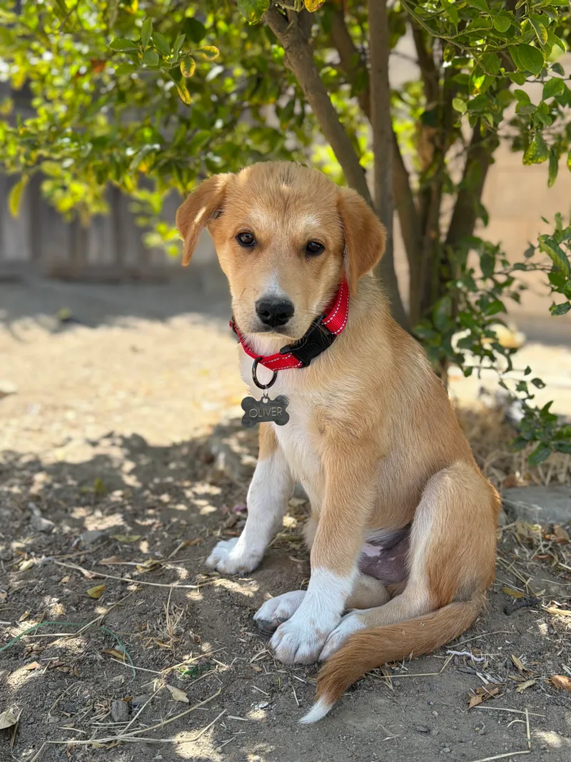A baby medium-sized male Golden and white Beagle dog named OLIVER for adoption