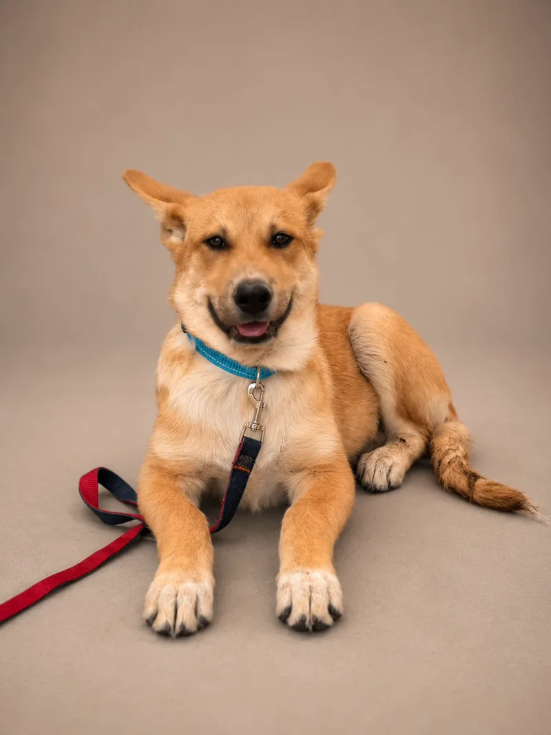 A baby medium-sized male Golden and white Beagle dog named Levi for adoption in Perris, California