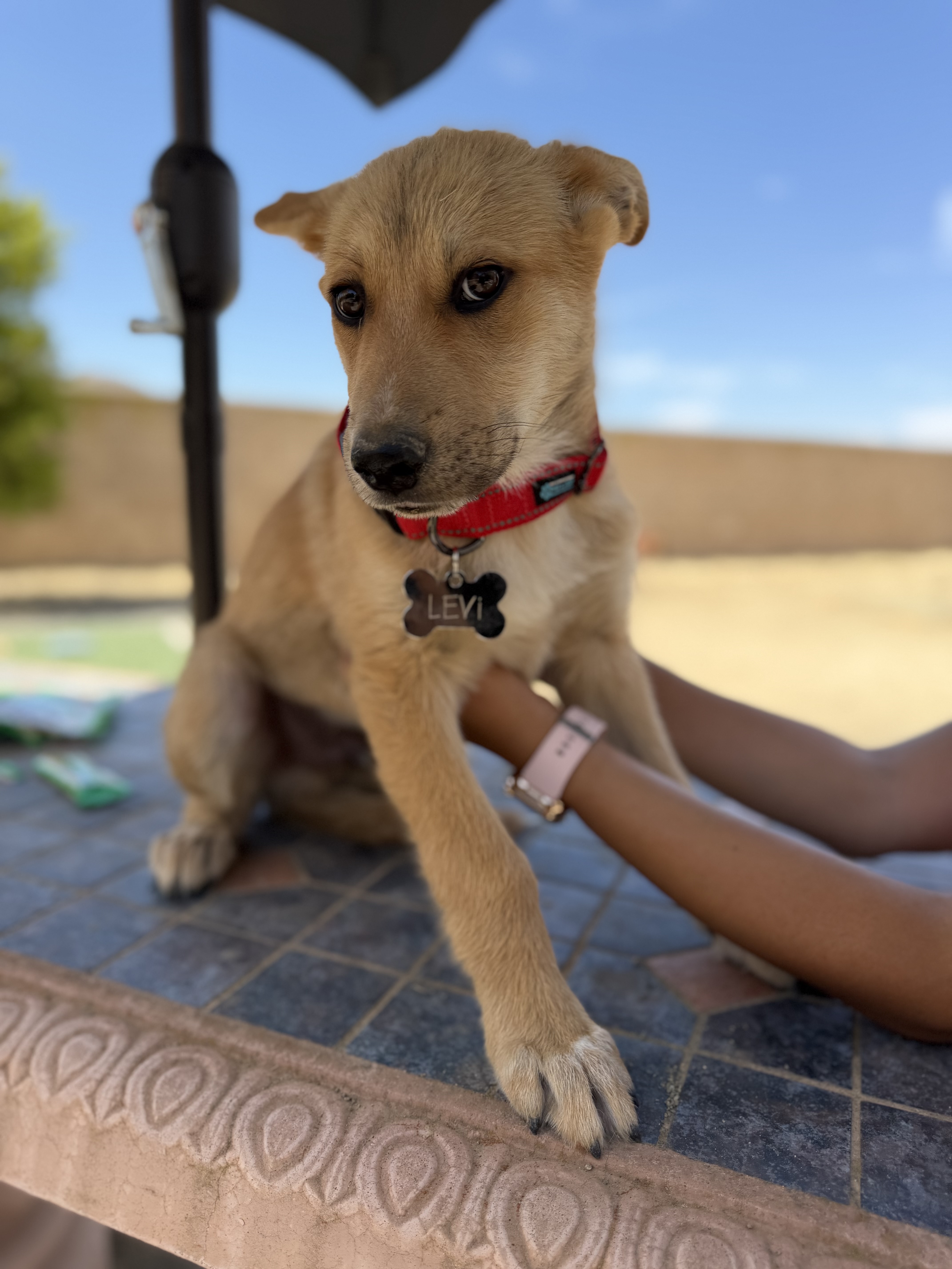 A baby medium-sized male Golden and white Beagle dog named LEVi for adoption