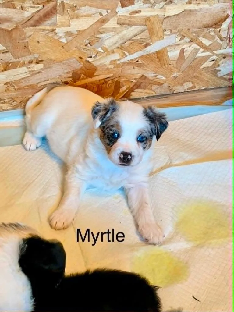 A baby small-sized female Border Collie dog named Myrtle for adoption in Hillsdale, IN
