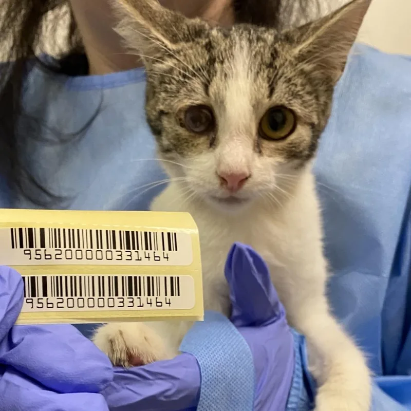 A baby small-sized female Domestic Short Hair cat named Mockingbird for adoption in Charleston, WV