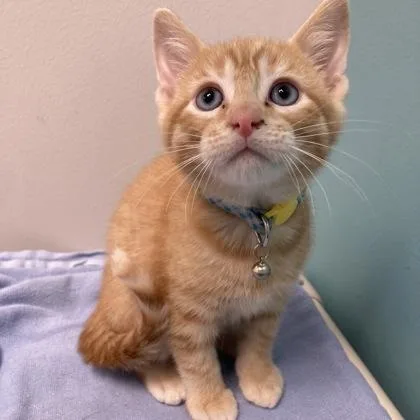 A baby small-sized male Domestic Short Hair cat named Xander for adoption in Janesville, WI
