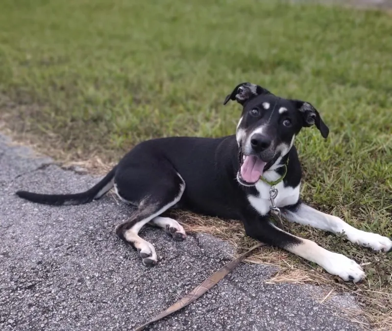 A young large-sized male Tricolor (Brown, Black, & White) Shepherd dog named Tundra for adoption in Homestead, FL