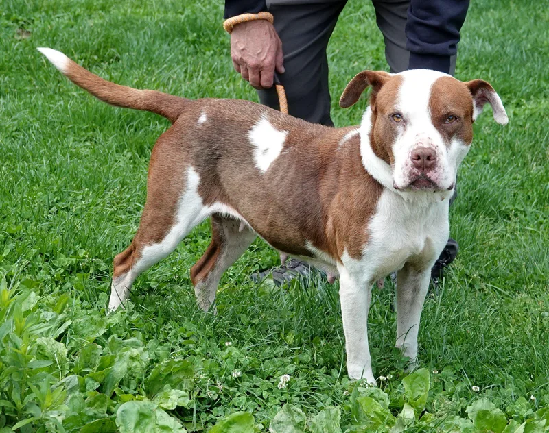 A senior medium-sized female Red / Chestnut / Orange American Staffordshire Terrier dog named Brownie for adoption in Millfield, OH