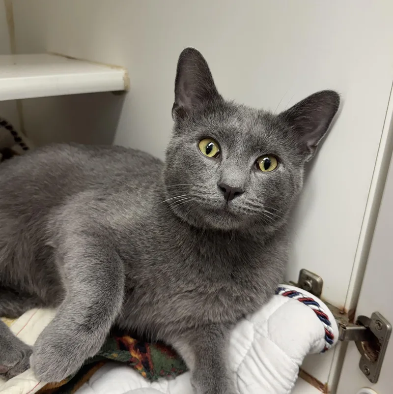 An adult medium-sized male Domestic Short Hair cat named Simon for adoption in Reisterstown, MD