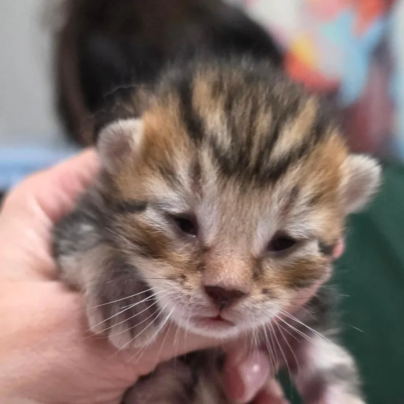 A baby small-sized female Brown / Chocolate Domestic Short Hair cat named Chickie for adoption in Buellton, CA