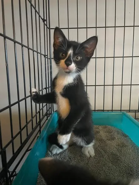 A baby small-sized male Black Domestic Short Hair cat named Drip for adoption