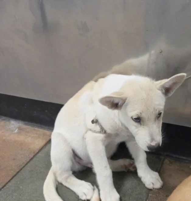 A baby medium-sized male German Shepherd Dog dog named Michael for adoption in Chatsworth, CA