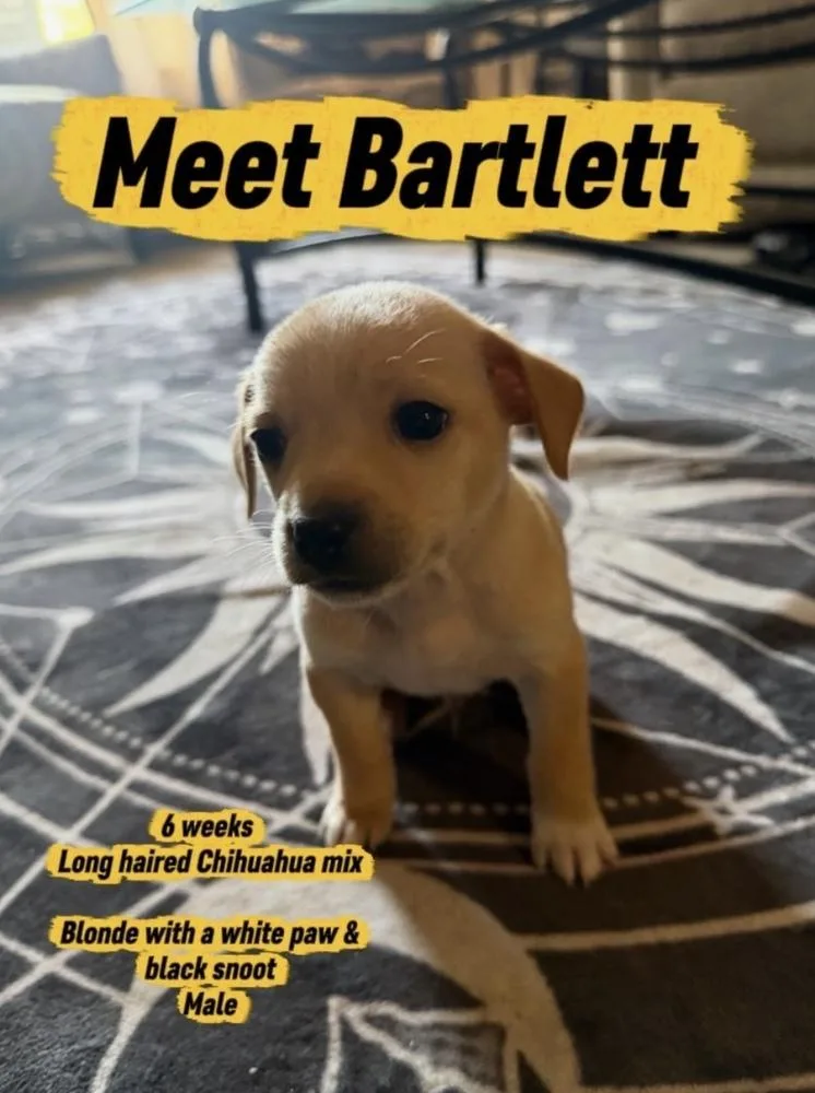 A baby small-sized male Chihuahua dog named Bartlett for adoption in Vancouver, WA