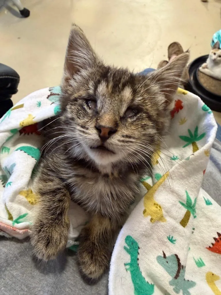 A baby small-sized female Domestic Short Hair cat named Darry for adoption in La Verkin, UT