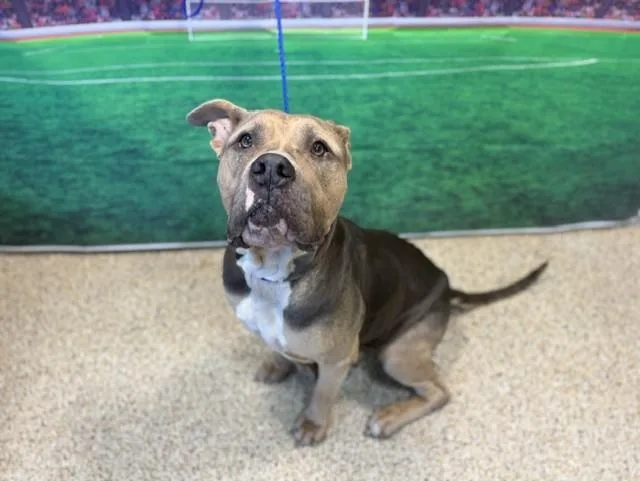 An adult large-sized female Pit Bull Terrier dog named Dream for adoption in Miami, FL