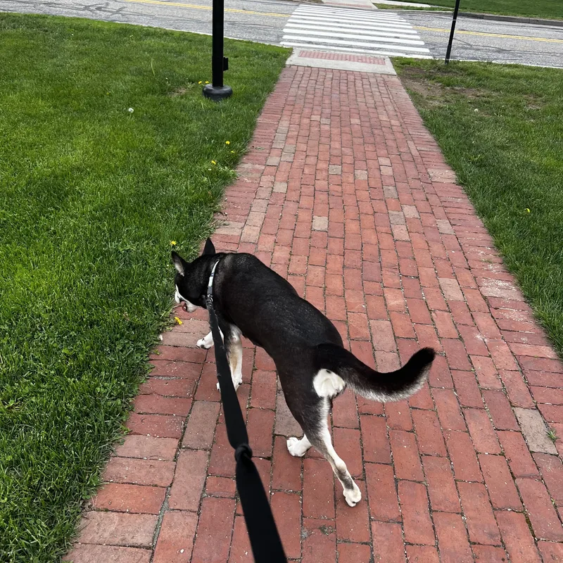 A young medium-sized female Husky dog named Dallas for adoption in oriskany, NY