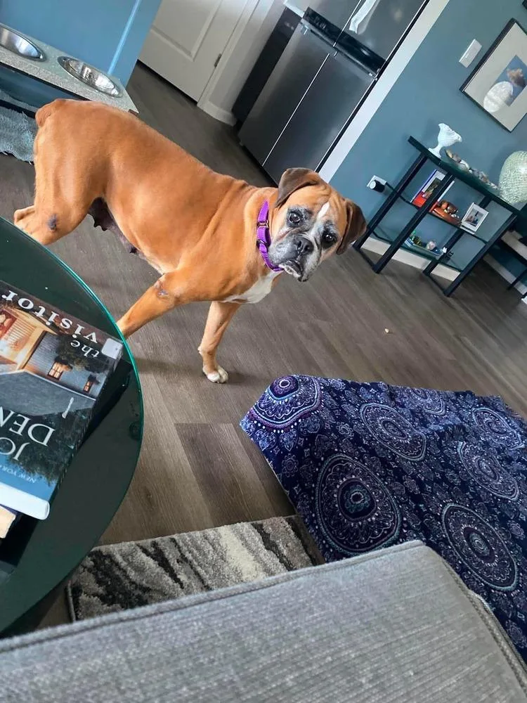 A senior large-sized female Boxer dog named Female age for adoption in Sanford, MI