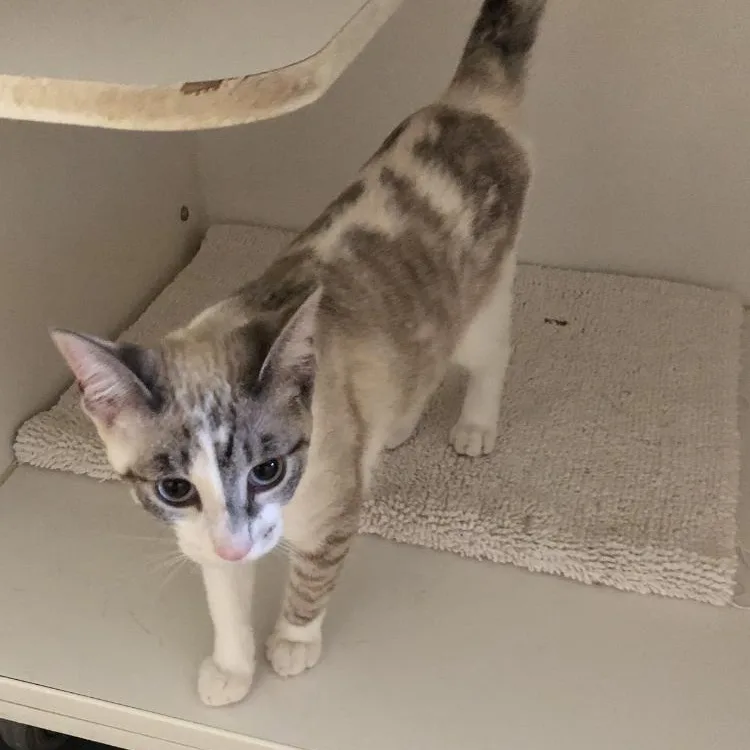 A baby large-sized female Domestic Short Hair cat named Miko for adoption in Lodi, CA